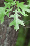 Pin oak